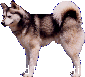 Breed Description