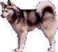 UKC Standard