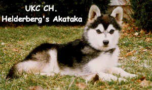 UKC Champion Helderberg's Akataka lying in the grass