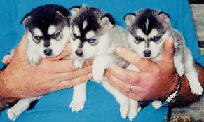 Alaskan Klee Kai litter of 3 black and white females at about 4 weeks