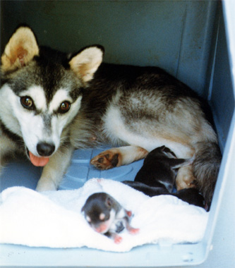 AKK Kippy with her and our first alaskan klee kai litter