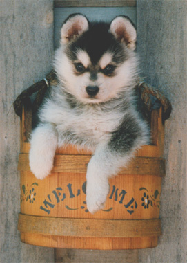 Takka as a baby.  This photo became the cover for UKC Bloodlines Magazine in Mar