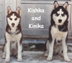 Kishka and Kinika, the huskies who began the Helderberg Husky Kennel Adventure...our first Siberian Huskies!